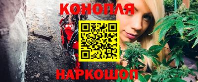 крисы Новокубанск