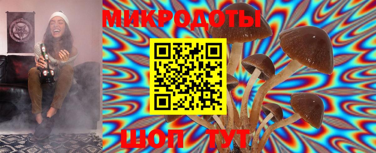 Псилоцибиновые грибы Psilocybe Славгород